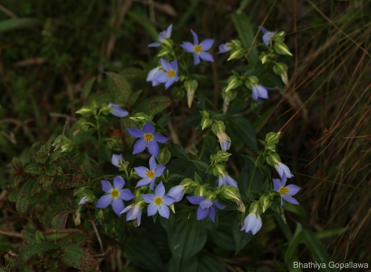 Exacum trinervium (L.) Druce